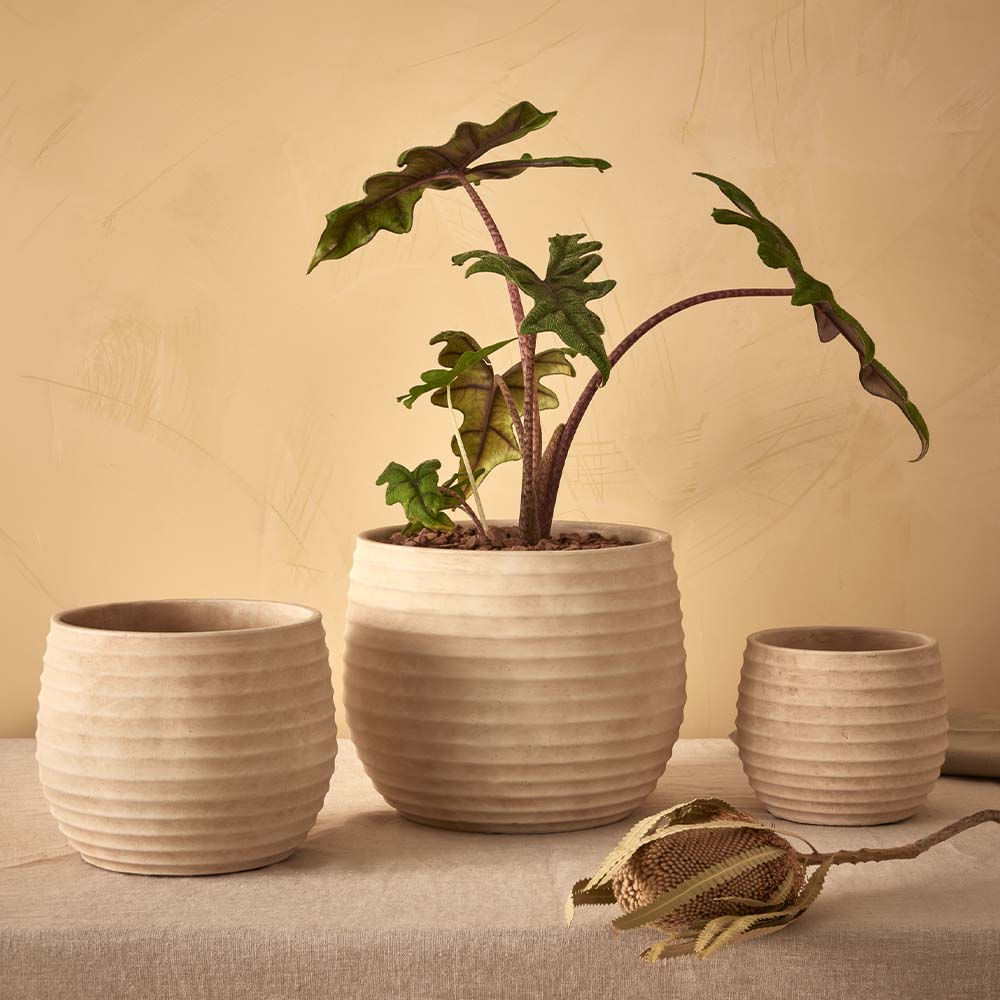 xg