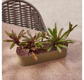 cachepot plantas